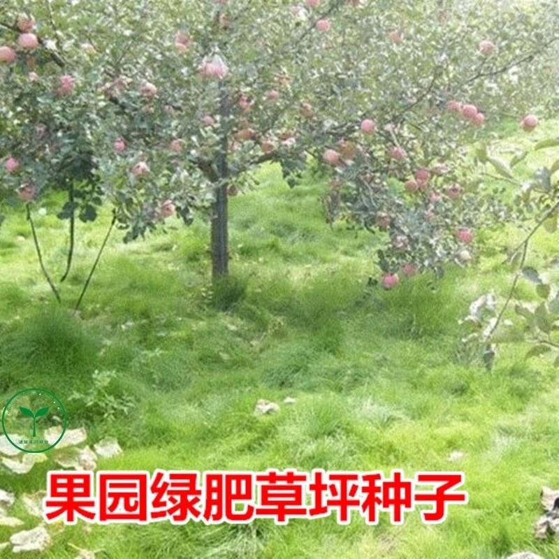 鼠茅草种子果园树林绿肥鼠茅草草籽秋季播种