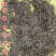 鼠茅草种子果园树林绿肥鼠茅草草籽秋季播种