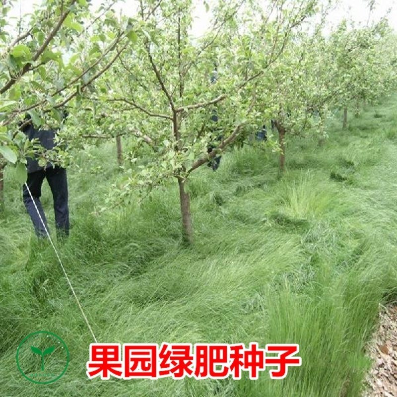 鼠茅草种子果园树林绿肥鼠茅草草籽秋季播种