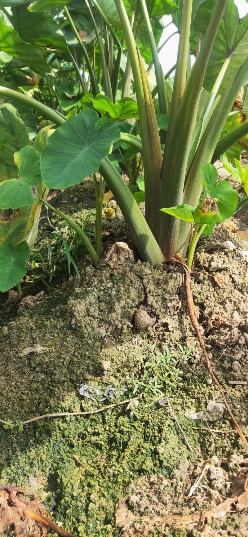 云南香芋红芽芋头红芽芋头基地直供欢迎订购一件代发
