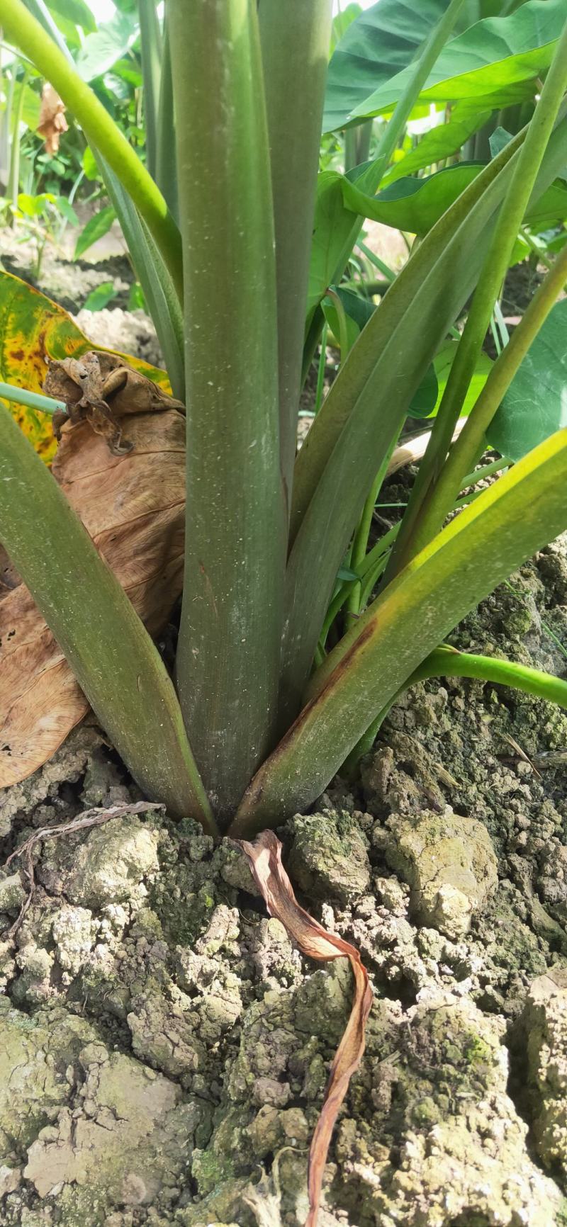 云南香芋红芽芋头红芽芋头基地直供欢迎订购一件代发