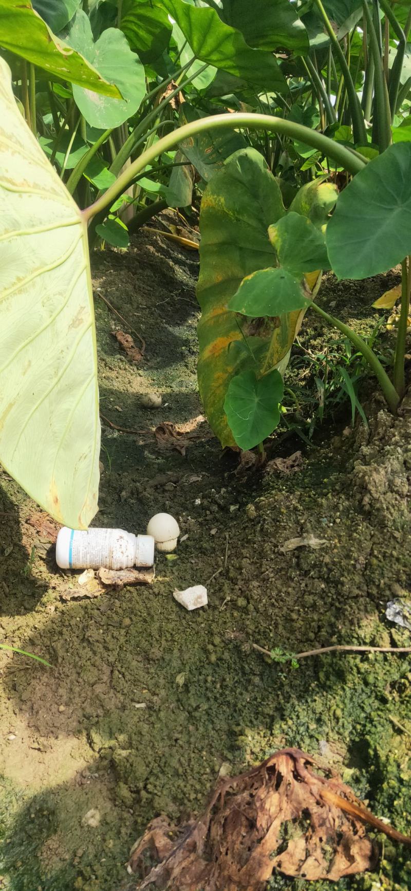 云南香芋红芽芋头红芽芋头基地直供欢迎订购一件代发
