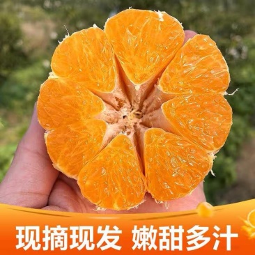 正宗春见耙耙柑纯甜化渣大量供应产地直销提前预定