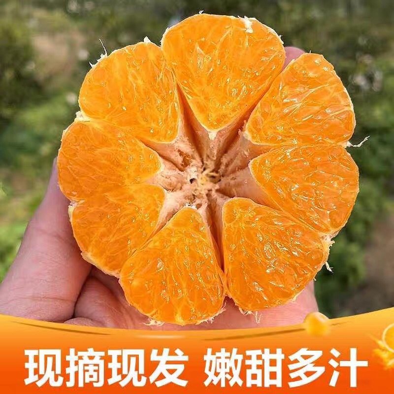 正宗春见耙耙柑纯甜化渣大量供应产地直销提前预定