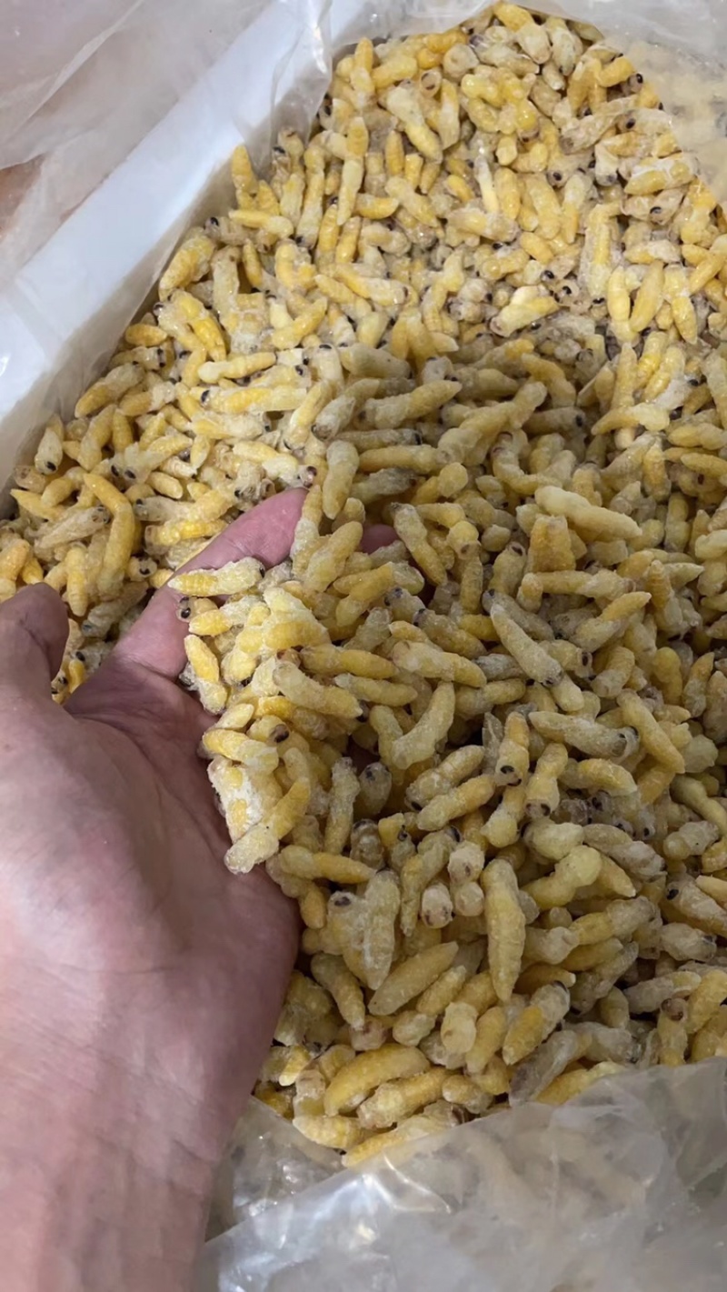 熟冻树蜂干水无杂质二级蛹大量批发品质如图