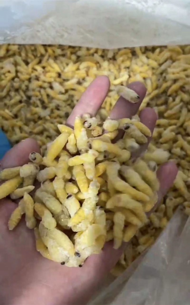 熟冻树蜂干水无杂质二级蛹大量批发品质如图