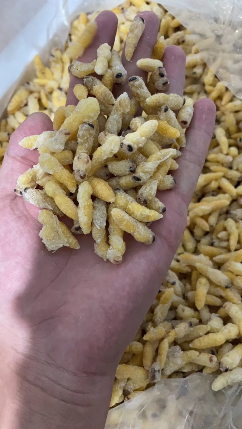 熟冻树蜂干水无杂质二级蛹大量批发品质如图