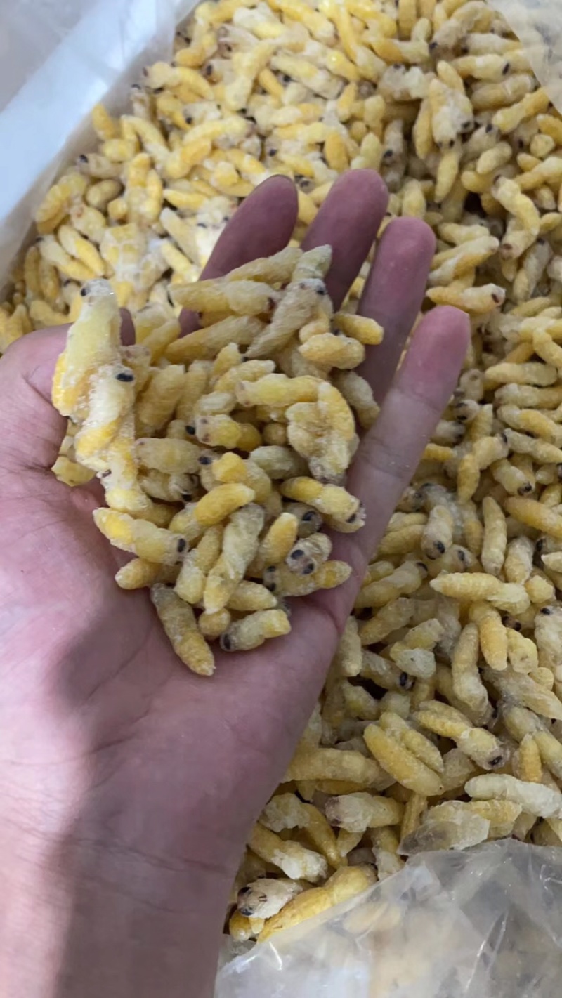 熟冻树蜂干水无杂质二级蛹大量批发品质如图