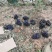 （推荐）巨峰葡萄产地批发货源充足稳定价格合理软枝大量上市