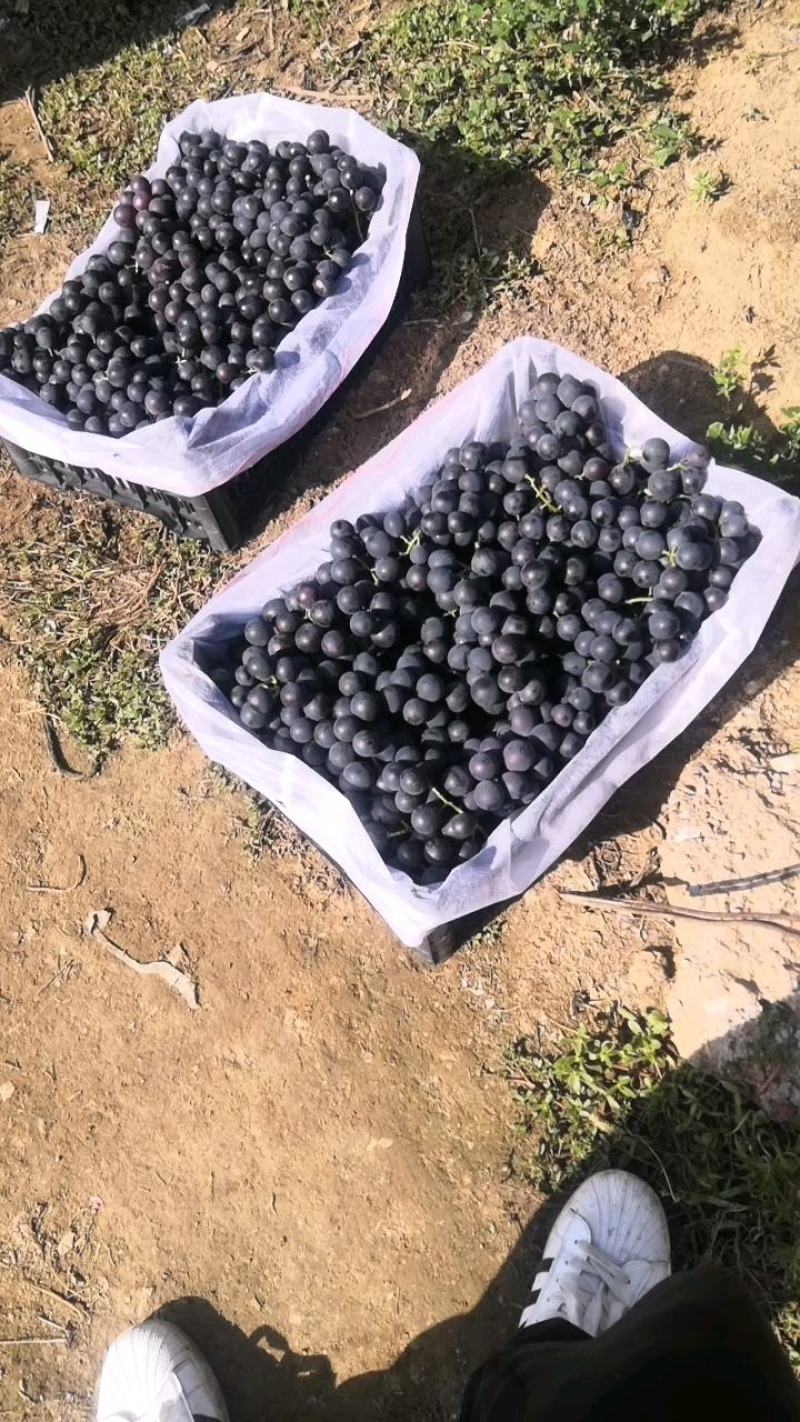 （实力供货）套袋巨峰葡萄产地大量上市价格美丽