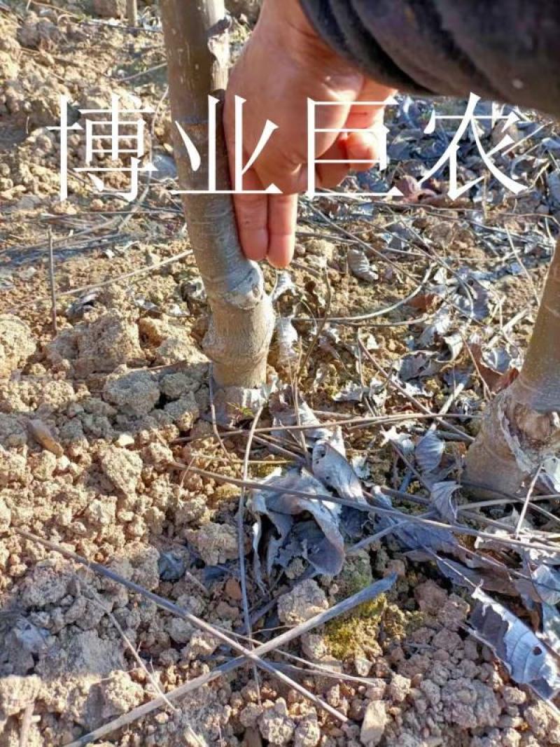云南薄皮核桃苗，树体大寿命长产量高果大皮薄味香无苦不涩