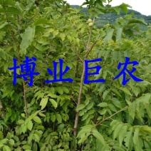 云南薄皮核桃苗，树体大寿命长产量高果大皮薄味香无苦不涩