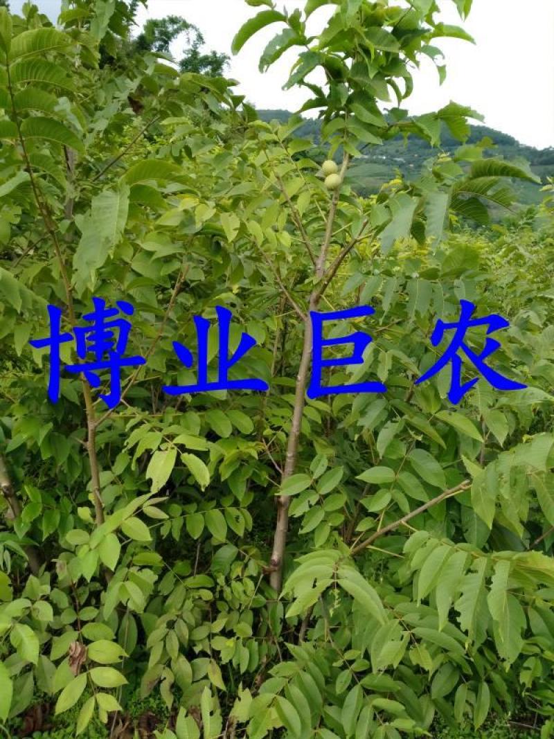 云南薄皮核桃苗，树体大寿命长产量高果大皮薄味香无苦不涩