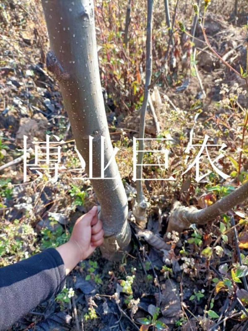 云南薄皮核桃苗，树体大寿命长产量高果大皮薄味香无苦不涩