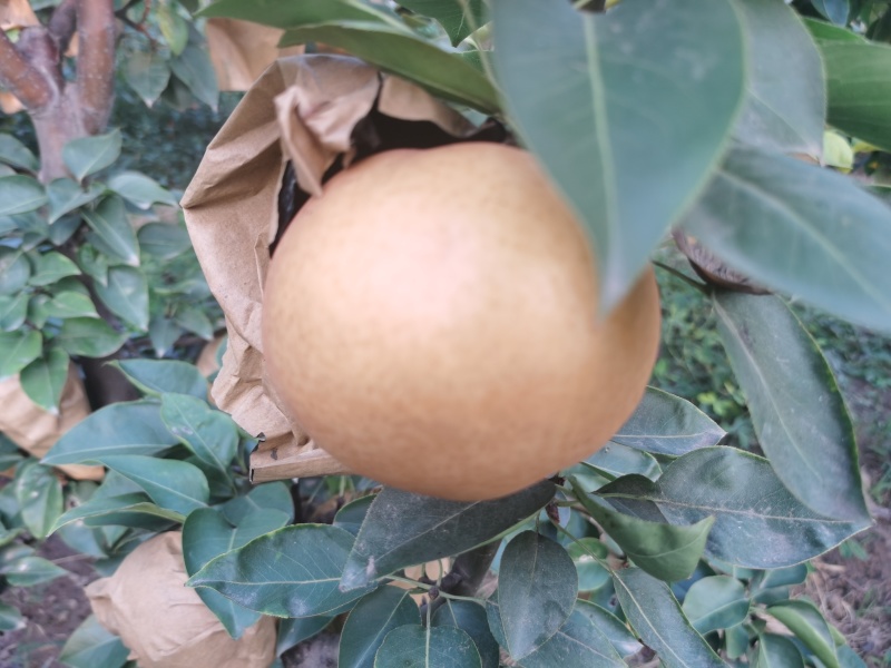 今年晚秋黄梨个大又甜，质量上乘。需要的客户请联系订购