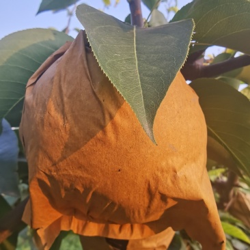 今年晚秋黄梨个大又甜，质量上乘。需要的客户请联系订购