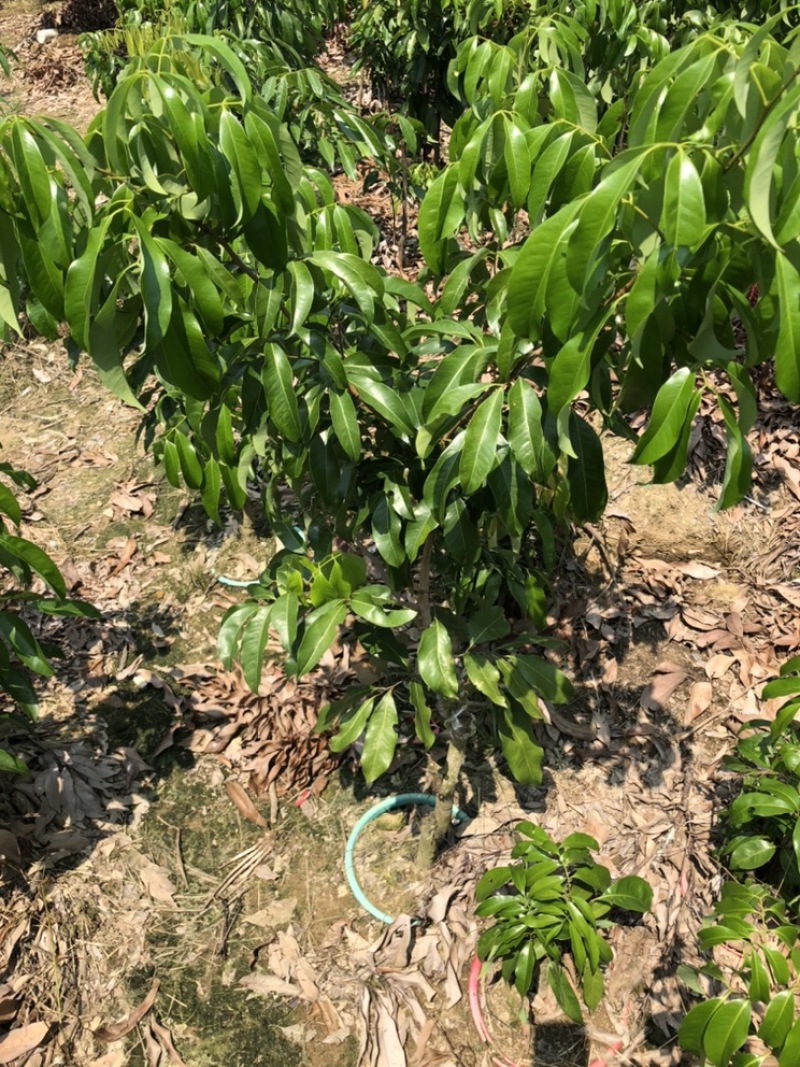 仙进奉荔枝苗