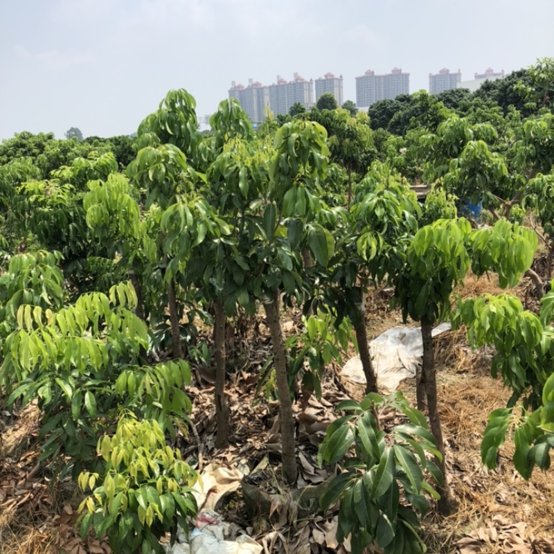 正宗增城基岗村仙进奉荔枝嫁接苗