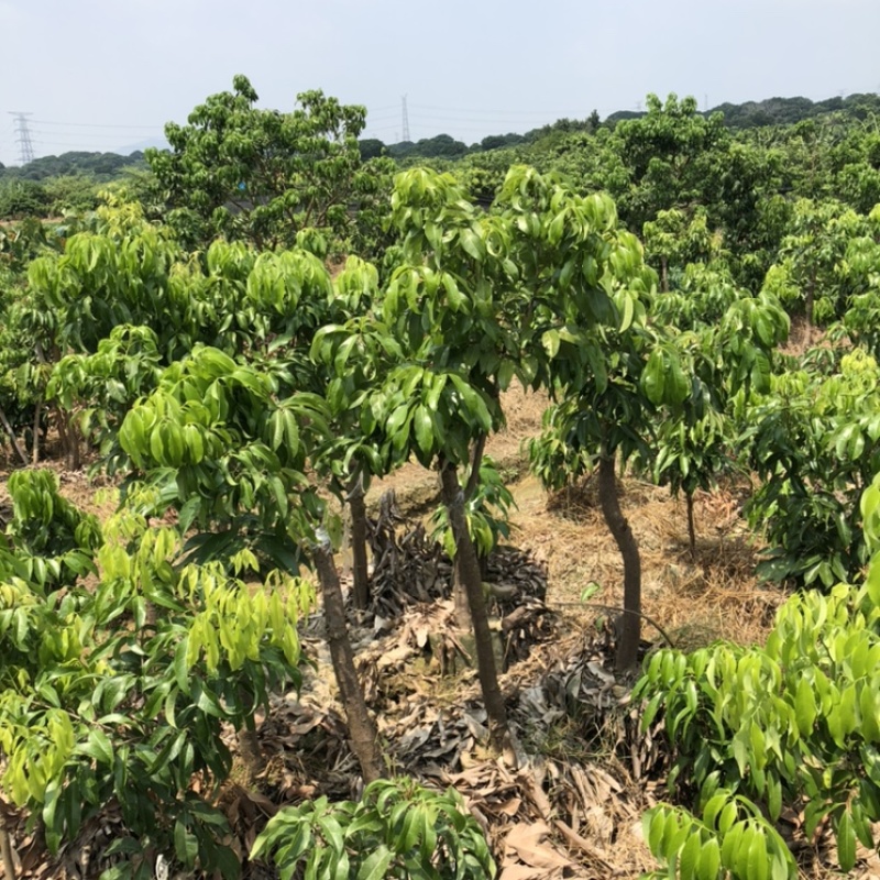正宗增城基岗村仙进奉荔枝嫁接苗