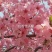 樱花树苗，樱花苗，垂枝樱花，染井垂枝，一叶，日本樱花