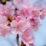 樱花树苗，樱花苗，垂枝樱花，染井垂枝，一叶，日本樱花