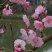 樱花树苗，樱花苗，垂枝樱花，染井垂枝，一叶，日本樱花