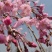 樱花树苗，樱花苗，垂枝樱花，染井垂枝，一叶，日本樱花