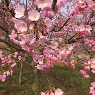 樱花树苗，樱花苗，垂枝樱花，染井垂枝，一叶，日本樱花