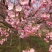 樱花树苗，樱花苗，垂枝樱花，染井垂枝，一叶，日本樱花