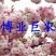 樱花树苗，樱花苗，垂枝樱花，染井垂枝，一叶，日本樱花