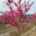 樱花树苗，樱花苗，垂枝樱花，染井垂枝，一叶，日本樱花