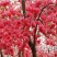 樱花树苗，樱花苗，垂枝樱花，染井垂枝，一叶，日本樱花