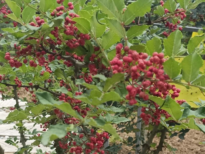 2025年陕西凤县凤椒大红袍特麻特香调味品