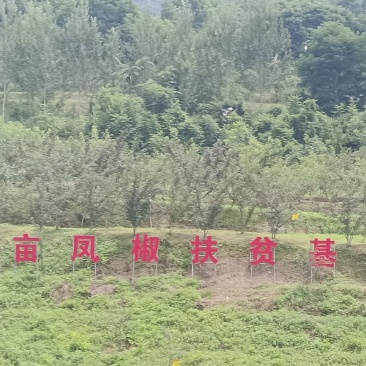 2025年陕西凤县凤椒大红袍特麻特香调味品