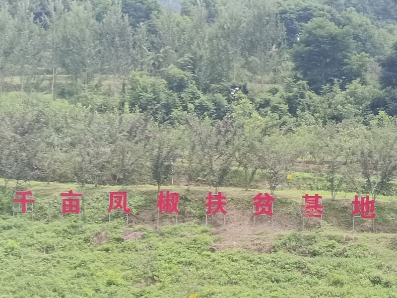 2025年陕西凤县凤椒大红袍特麻特香调味品