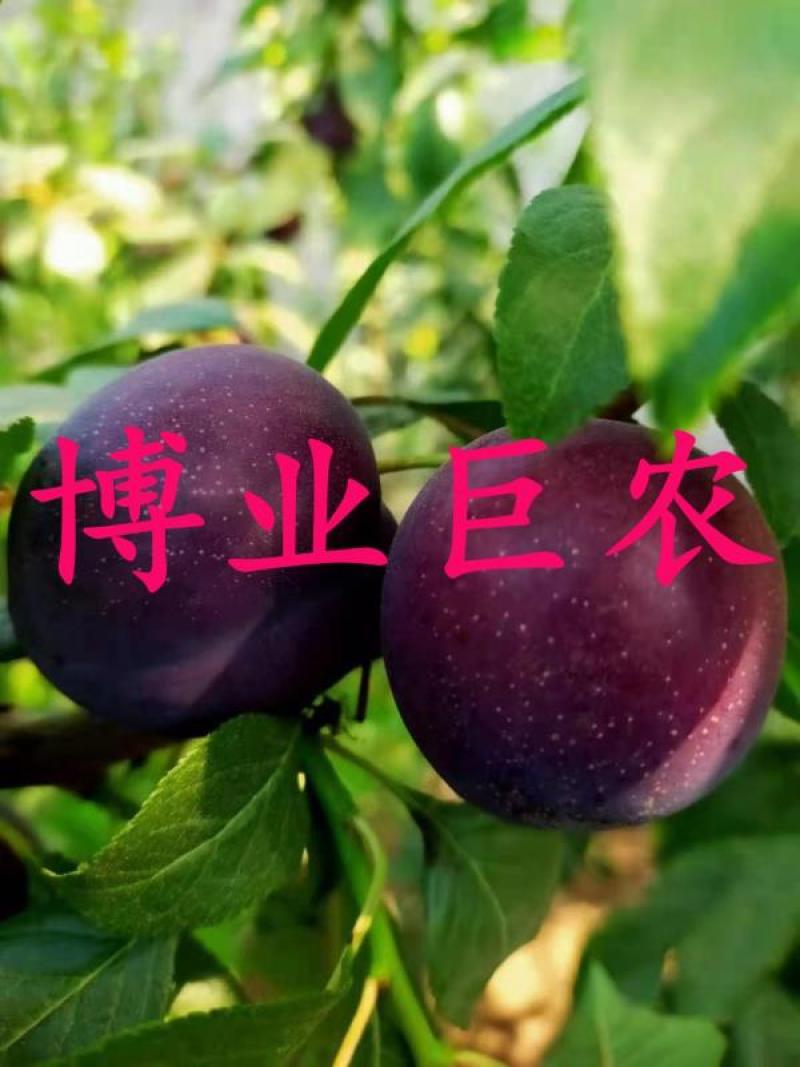 樱桃李树苗樱桃李苗樱桃李，近年新兴水果，售价高，市场前好