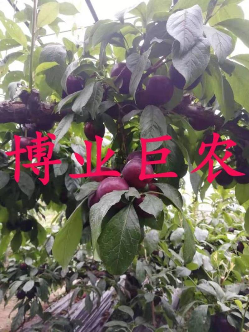 樱桃李树苗樱桃李苗樱桃李，近年新兴水果，售价高，市场前好