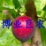 樱桃李树苗樱桃李苗樱桃李，近年新兴水果，售价高，市场前好