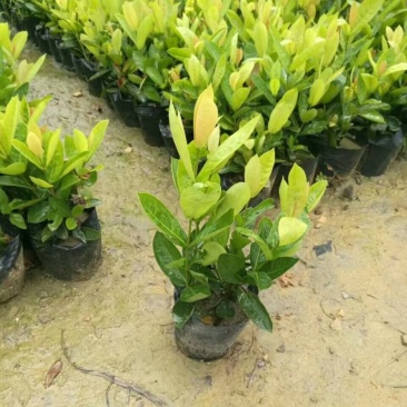 龙船花盆栽四季开花室外花卉绣球花苗庭院阳台生木本植物好养