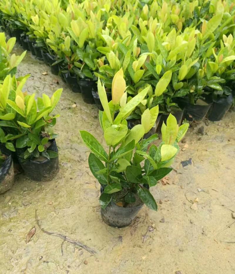 龙船花盆栽四季开花室外花卉绣球花苗庭院阳台生木本植物好养