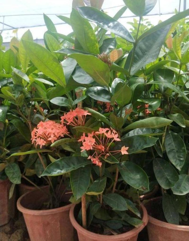 龙船花盆栽四季开花室外花卉绣球花苗庭院阳台生木本植物好养