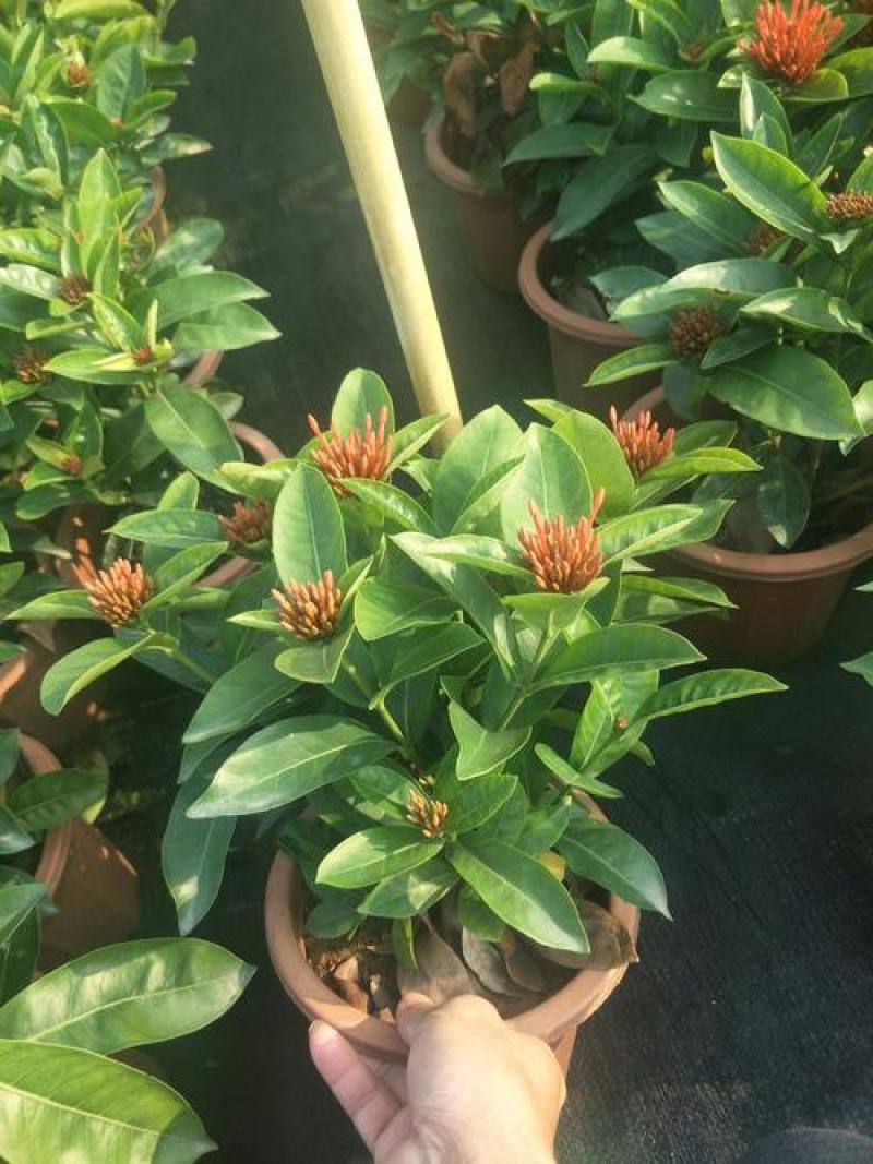 龙船花盆栽四季开花室外花卉绣球花苗庭院阳台生木本植物好养