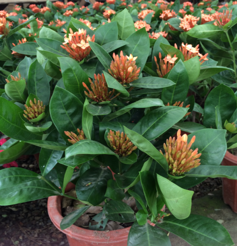 龙船花盆栽四季开花室外花卉绣球花苗庭院阳台生木本植物好养