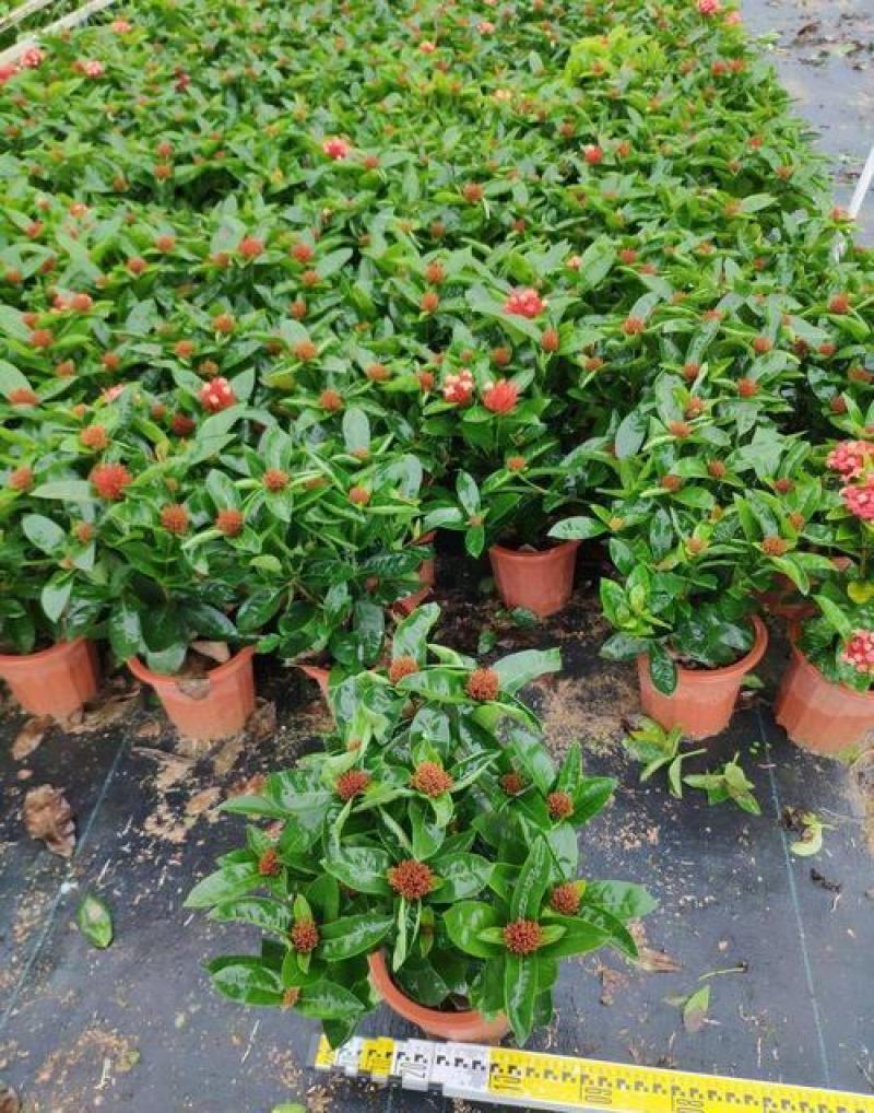 龙船花盆栽四季开花室外花卉绣球花苗庭院阳台生木本植物好养
