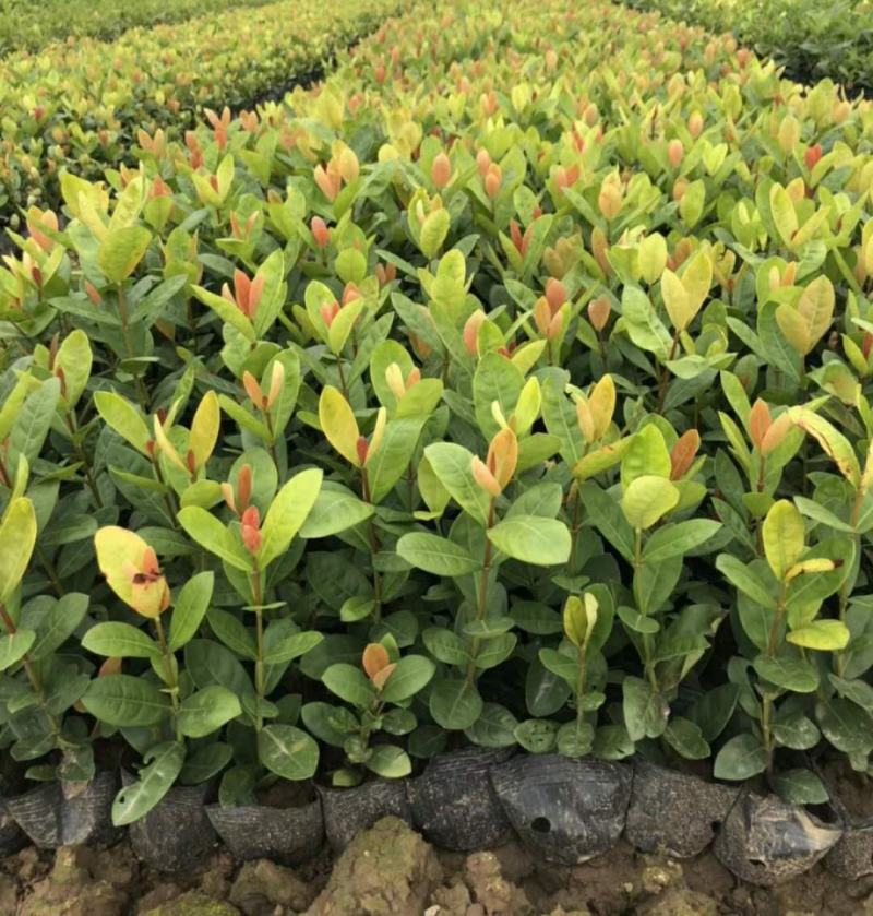 龙船花盆栽四季开花室外花卉绣球花苗庭院阳台生木本植物好养
