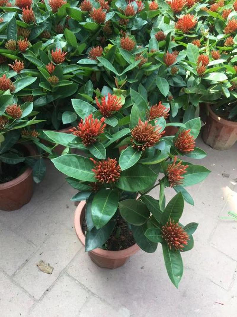 龙船花盆栽四季开花室外花卉绣球花苗庭院阳台生木本植物好养