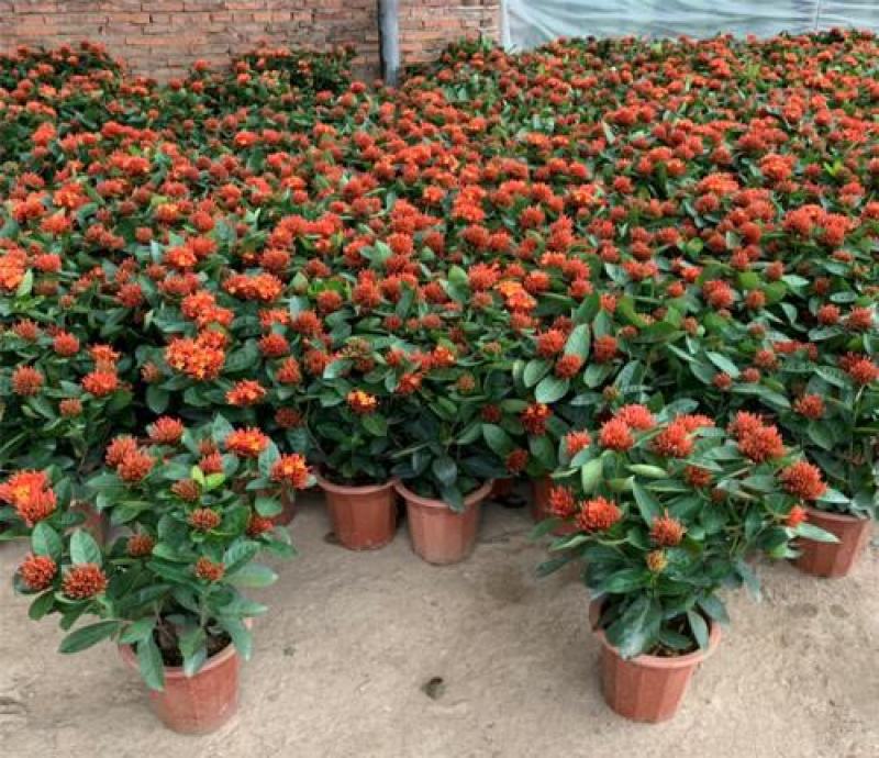 龙船花盆栽四季开花室外花卉绣球花苗庭院阳台生木本植物好养