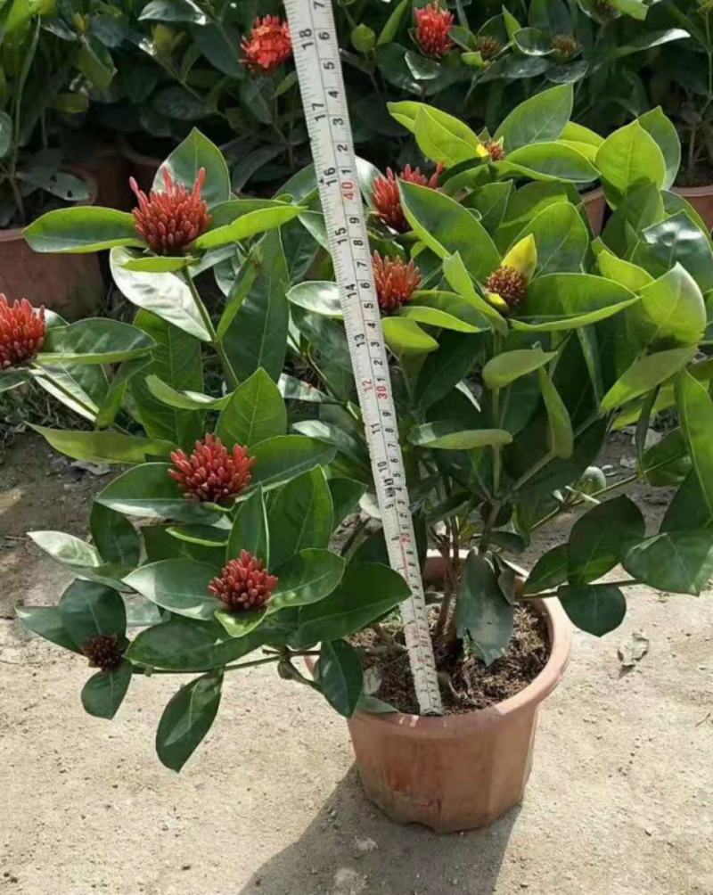 龙船花盆栽四季开花室外花卉绣球花苗庭院阳台生木本植物好养