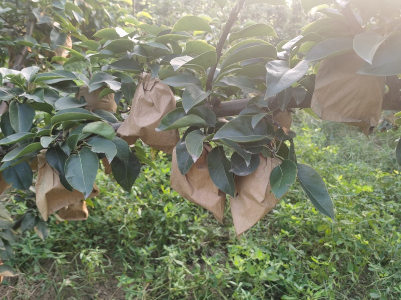 今年晚秋黄梨个大又甜，质量上乘。需要的客户请联系订购
