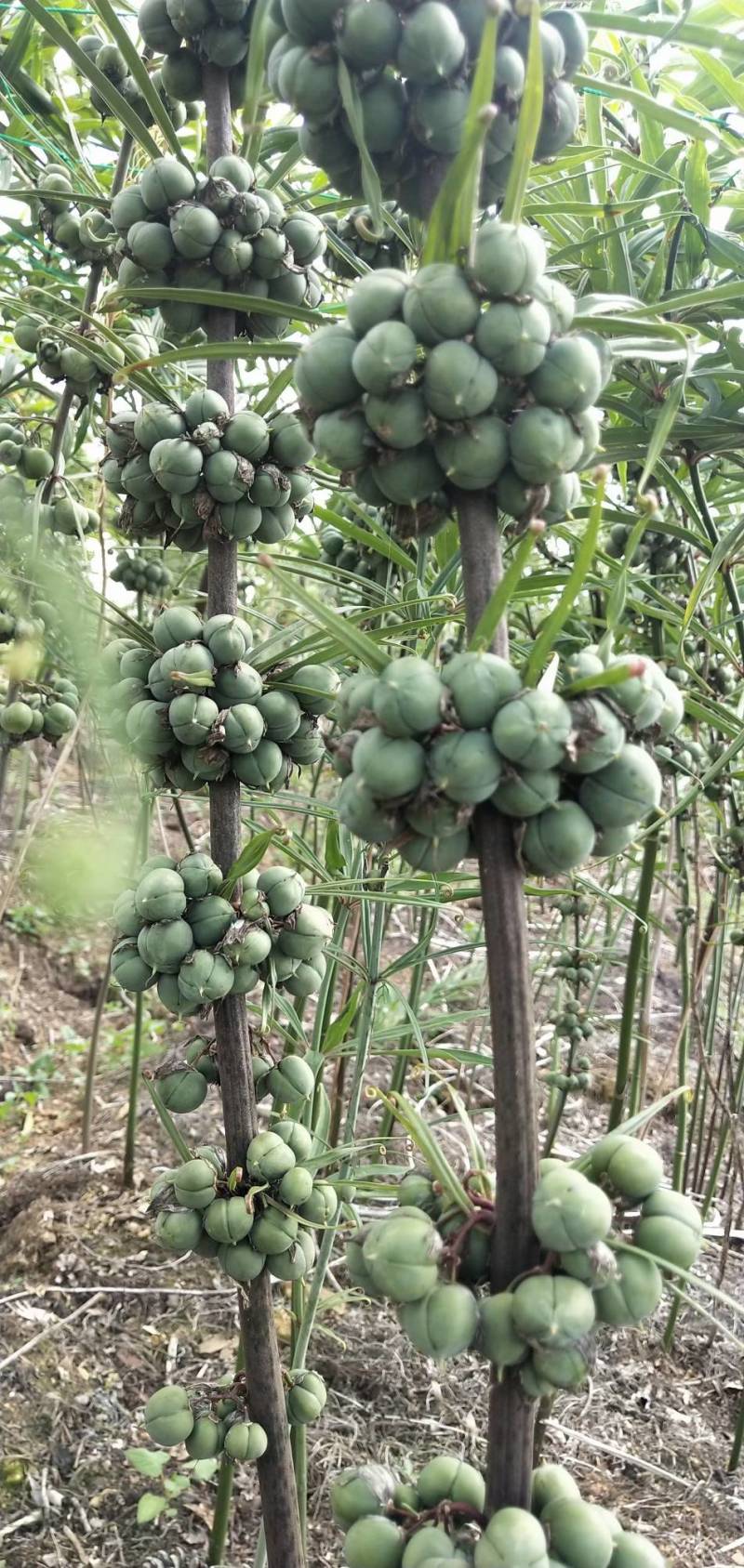 云南滇黄精两年苗，老虎姜，黄精，红花滇黄精